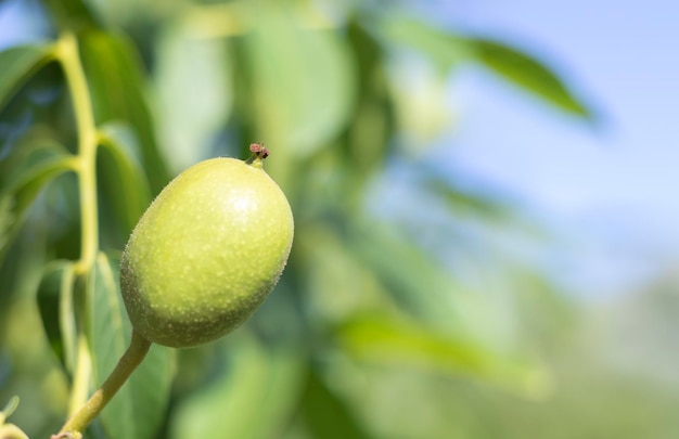 Green young walnuts grow on a tree Variety Kocherzhenko closeup The walnut tree grows waiting to be harvested Green leaves background Nut fruits on a tree branch in the yellow rays of the sun