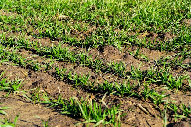 Green young wheat sprouted on the field in the bright sun Sprouts of grain crops