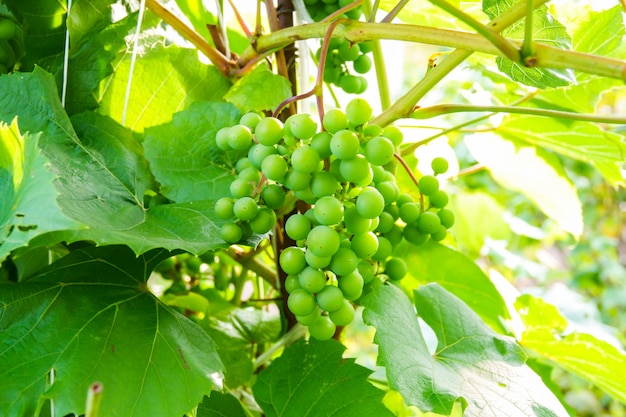 Green young wine grapes in the vineyard. Beginning of summer close up grapes growing on vines in a vineyard.