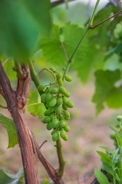 Green young wine grapes in the vineyard Beginning of summer grapes growing on vines in a vineyard