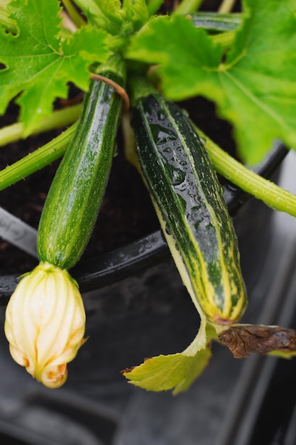 Green young zucchini with yellow flower Green squash in vegetable field