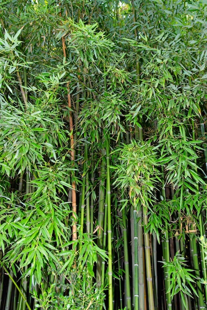 Green zen bamboo forest nature