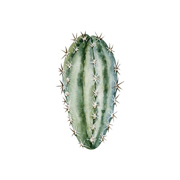 Greenblue cactus Cute home plant with thorns High quality watercolor illustration