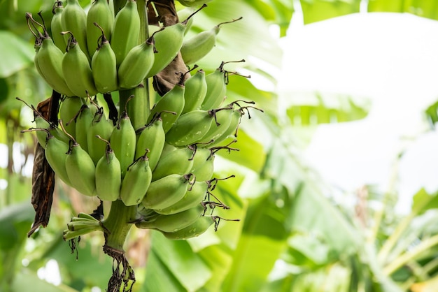 Greenery background nature plant and leaf Banana