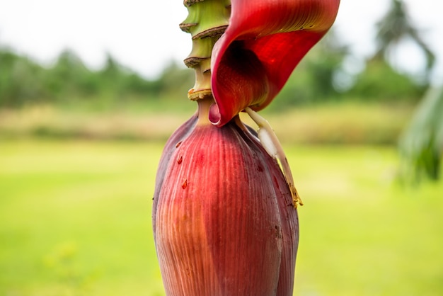 Greenery background nature plant and leaf Banana