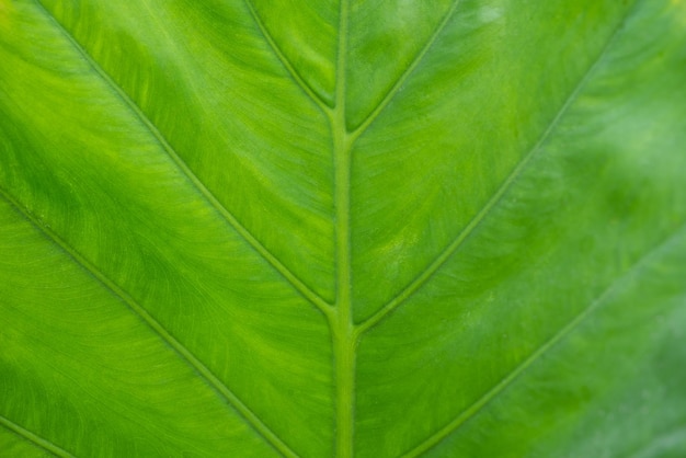 Greenery background of nature plant and leaf