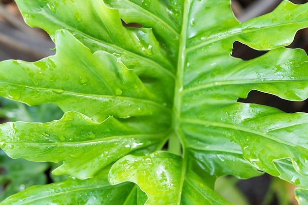 Greenery background of nature plant and leaf