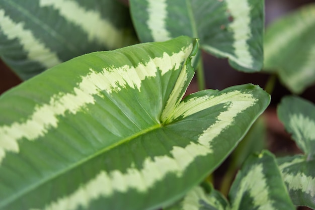 Greenery background of nature plant and leaf