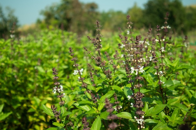 Greenery Basil farm with the flower growing in Asia.