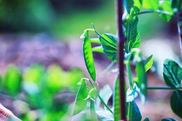 Greenery in a greenhouse Fresh greens in the spring on the beds Young sprouts of seedlings in the garden