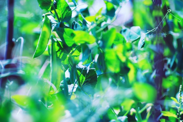 Greenery in a greenhouse Fresh greens in the spring on the beds Young sprouts of seedlings in the garden