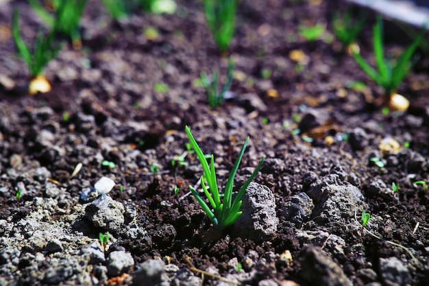 Greenery in a greenhouse Fresh greens in the spring on the beds Young sprouts of seedlings in the garden