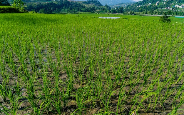 greenery view of agricultural farmland at kathmandu, Nepal.