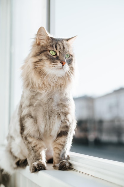 Greeneyed cat sitting on windowsill by open window and looking away indoors Cute animal resting on warm bright day Vertical portrait