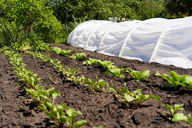 Greenhouse on arcs with covering material gardening and vegetable garden with harvest