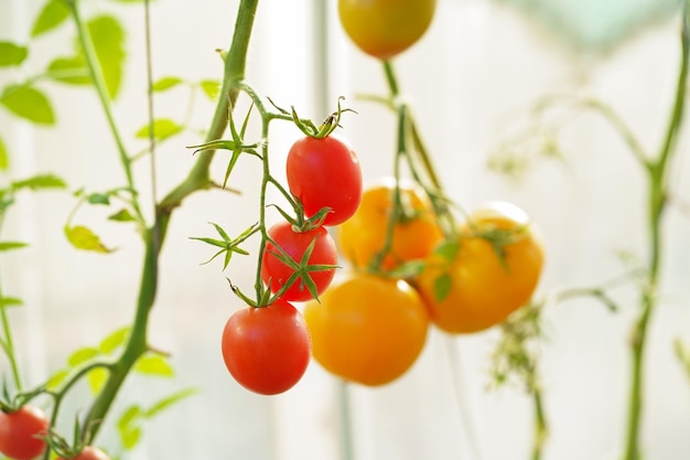 Greenhouse economy Organic farming Beautiful tomato plant on a branch in a green house in the foreground shallow field department copy space organic tomatoes