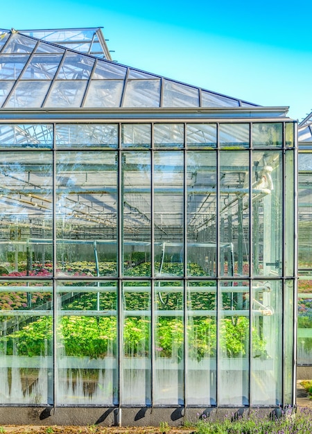 Greenhouse exterior with colorful flowers inside in the Netherlands