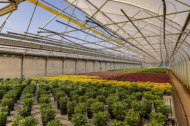 Greenhouse filled with chrysanthemums