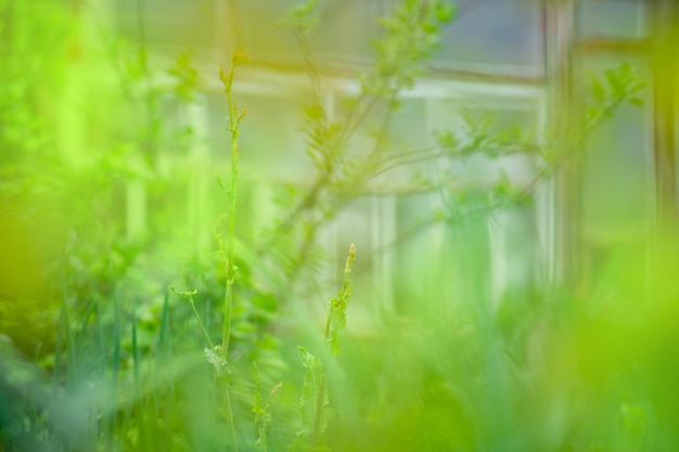 Greenhouse for growing vegetables in the garden bokeh green background