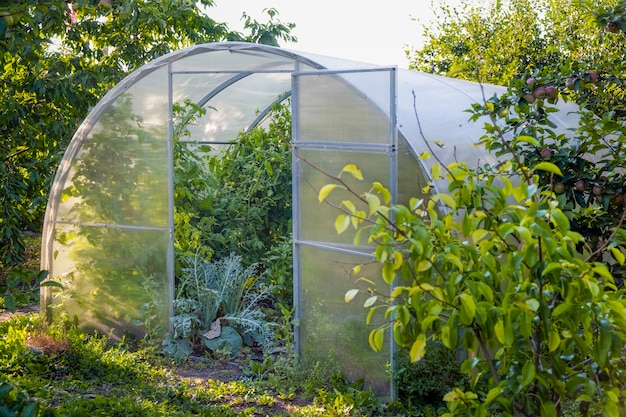 Greenhouse. Organic food. Open greenhouse with tomatoes in the middle of the vegetable garden