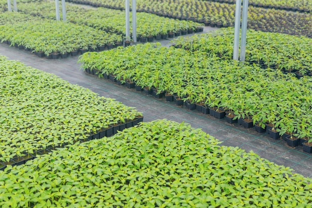 Greenhouse plant nursery. Spring Seedlings, Young plants growing.