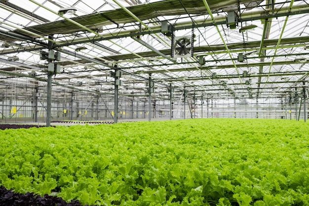 Greenhouse plantation with lettuce greenery. Industrial agriculture. Rows of Plant. Eco farming