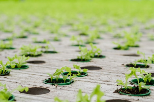 Greenhouse plantation with lettuce sprouts. Concept for industrial agriculture. Rows of Plant