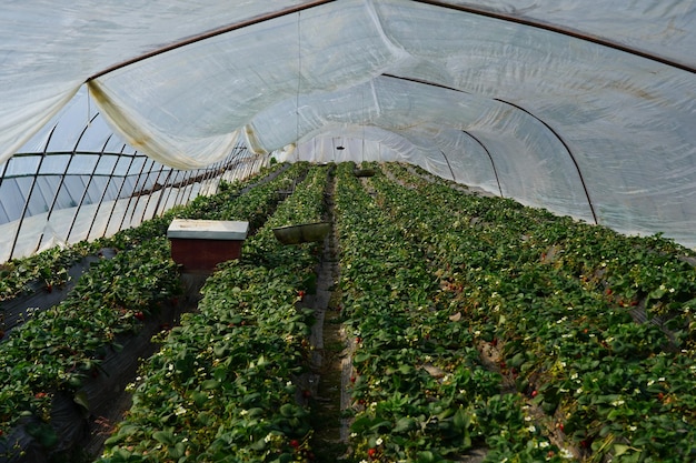 A greenhouse with a cover over the top of it