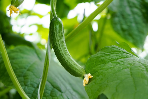 Greenhouse with fresh ripe cucumber. Organic food and vegetables. Healthy eating. Hydroponics