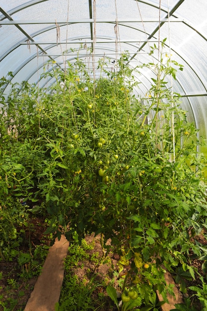 Greenhouse with tomatoes. Farming, gardening, growing vegetables in a closed transparent room. Summer