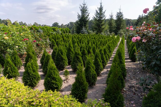 Greenhouses where flowers and ornamental bushes are grown for planting in the city