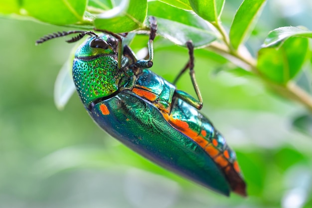 Greenlegged metallic beetle Sternocera aequisignata or Jewel beetle or Metallic woodboring beetle on green leaf