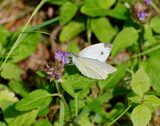 The greenveined white butterfly Pieris napi collects nectar from blue flowers