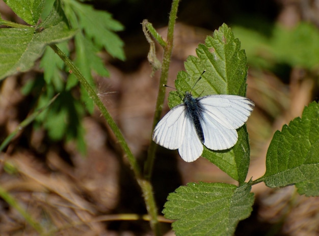 Greenveined White Pieris Artogeia napi on a green leaf on a may morning