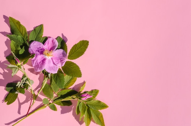 Greeting card, delicate pink flowers of wild rose on a pink background with copy space with hard light