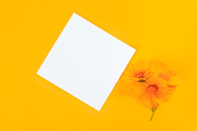 Greeting card mockup with blank sheet and and yellow summer coreopsis flowers on yellow background