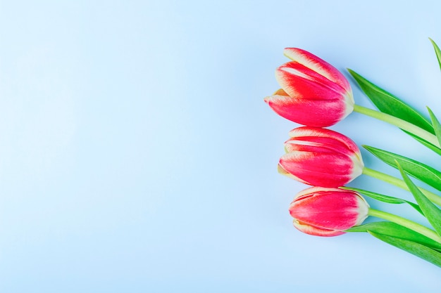 Greeting card with frame from fresh tulips on blue background.