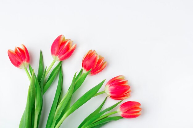 Greeting card with frame from fresh tulips on white background. . Flat lay mockup for your lettering or copy space for text