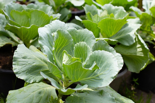 Gren cabbages growing in pots