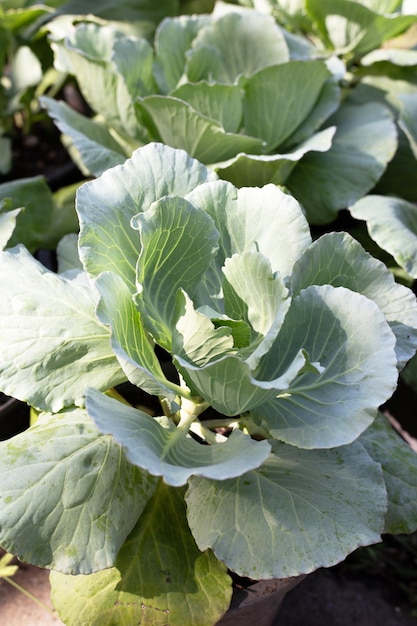 Gren cabbages growing in pots