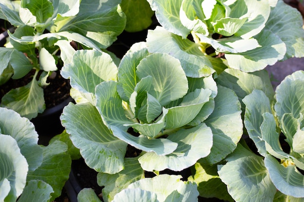 Gren cabbages growing in pots