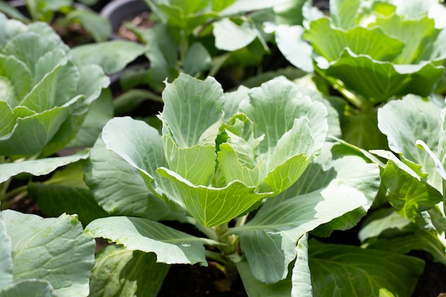 Gren cabbages growing in pots