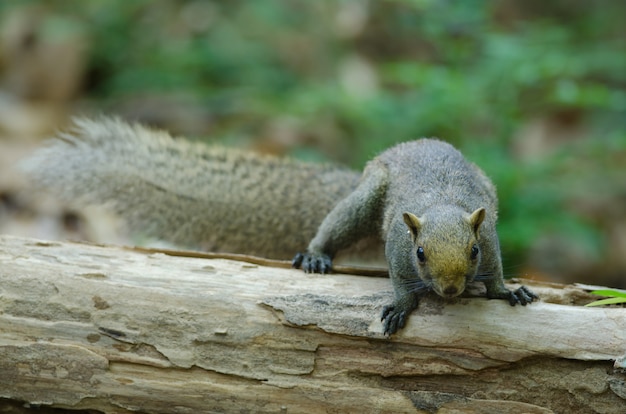 Grey bellied squirrel in forest