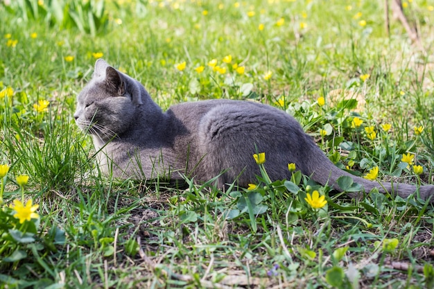 Grey British cat sitting on a glade in a green grass with yellow flowers