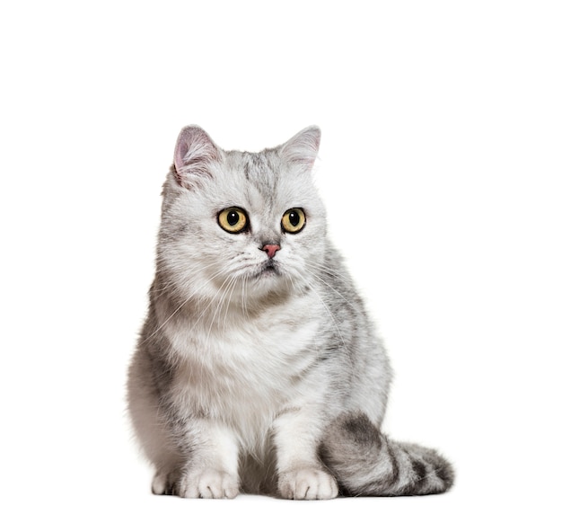 Grey British Shorthair Cat sitting, isolated