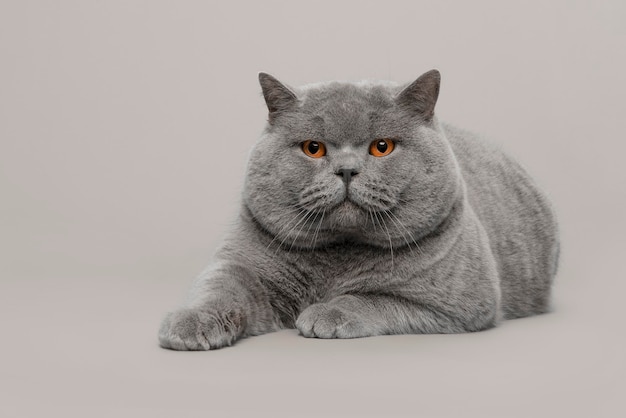 Grey british shorthair male cat with orange eyes lying down on a grey background