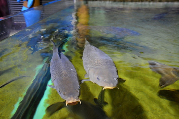 grey carps swimming in the water, close-up