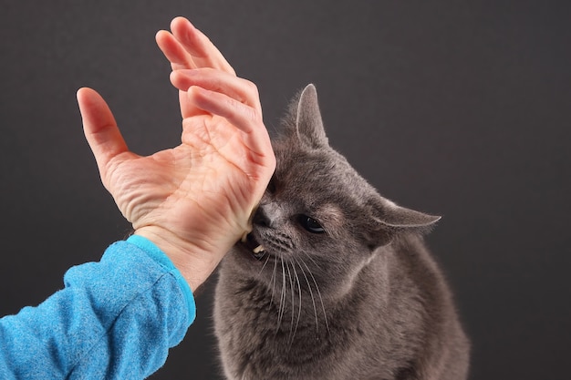 Grey cat aggressively biting the man's hand