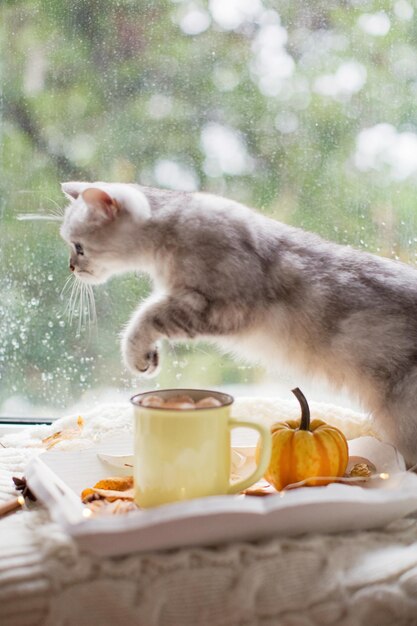 Grey cat and hot chocolate with marshmallows. Cozy autumn, cup on a wooden tray near window with raindrops. Autumn decorations and cat