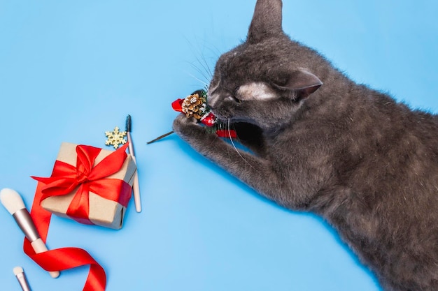 A grey cat is gnawing on a Christmas tree branch next to a gift box ribbon and makeup brushes New Year's card for Christmas